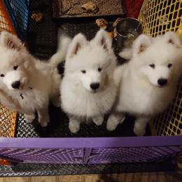 Borzoi and Samoyed Puppies from Kalabria