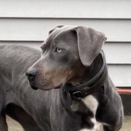 Catahoula Leopard Dog puppies from Compass Rose Catahoulas