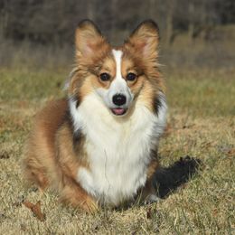Molly - Pembroke Welsh Corgi