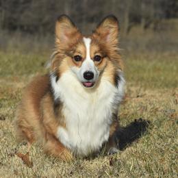 Molly - Pembroke Welsh Corgi