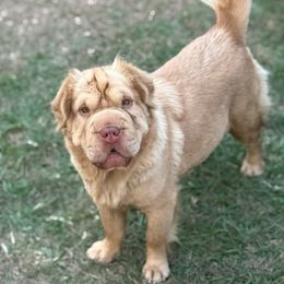 Butters - Companion Cross