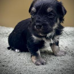Woolma - Black and tan female Havanese puppy in Hendersonville, North Carolina from Kim's Cove Dog Co.