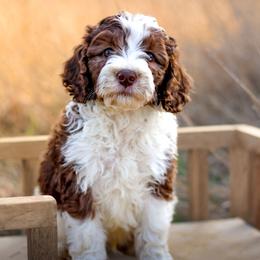Carter - Chocolate male Labradoodle puppy in Crete, Nebraska from Doodles & Co