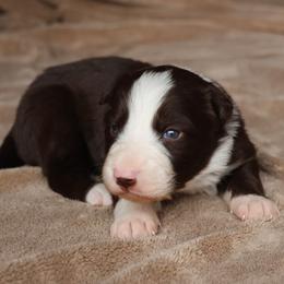 Deputy - AKC Reg - Red male Border Collie puppy in Courtland, Alabama from C Bar C Ranch Border Collies