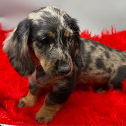 Four (Red) - Dapple male Dachshund puppy in Salyersville, Kentucky from Lavendell Dachshunds