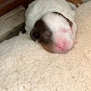 English Setter Puppies from English Setter Farms