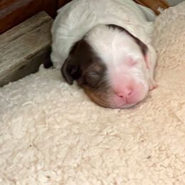 English Setter Puppies from English Setter Farms