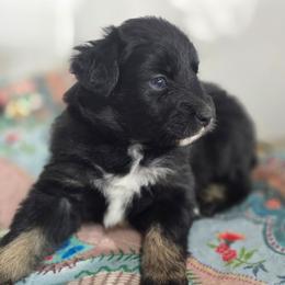 Maroon Collar Female - Black tri-color female Australian Shepherd puppy in Rainsville, Alabama from Chaparro Farm