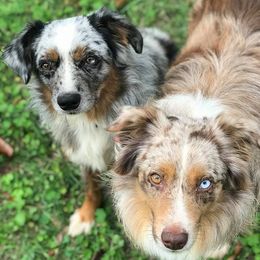 Miniature Australian Shepherds from 3J Farms Mini Aussies