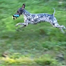 Dandy - White and black American Hairless Terrier puppy in Missouri from Hearts AHT
