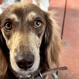 Dachshunds from Smokehouse Doxies