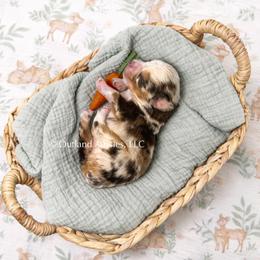 Ginger Ale - Red merle male Miniature Australian Shepherd puppy in Oklahoma City, Oklahoma from Outland Toy & Mini Aussies