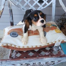 Boy 1 - Cavalier King Charles Spaniel puppy from Angel Breed Solutions