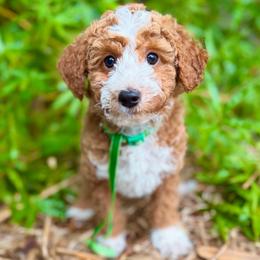 TOY Squidward - Red  male Goldendoodle puppy in North Port, Florida from Paradise Coast Doodles