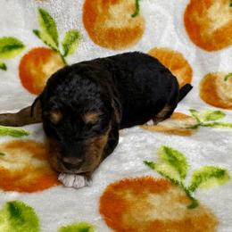 Lavender - Black and tan female Airedale Terrier puppy in Branch, Michigan from Aim High Airedales & German Shorthaired Pointers