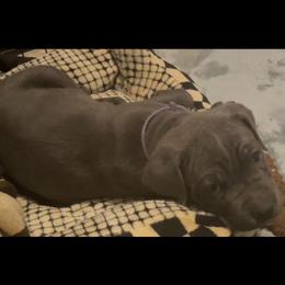 Boy 5 - Gray male Cane Corso puppy in Douglasville, Georgia from Palazzo Cane Corso
