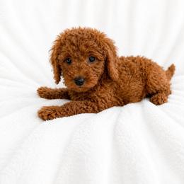 Jax - Red  male Goldendoodle puppy in Warrensburg, Missouri from Supreme Doodles
