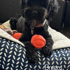 Breezy - Australian Labradoodle