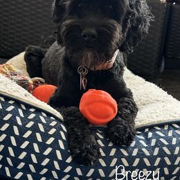 Breezy - Australian Labradoodle