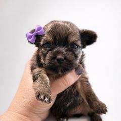 Daisy - Gold female Shorkie puppy in Midland, Texas from Southern Yorkie Pies