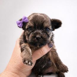 Daisy - Gold female Shorkie puppy in Midland, Texas from Southern Yorkie Pies