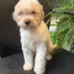 Dancing Queen - Cream female Labradoodle puppy in Camden, North Carolina from Oopsie Doodles of NC