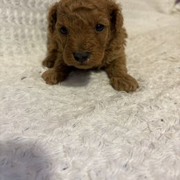 Niras -AKC - Brown male Poodle puppy in Plano, Texas from Dogs lovers