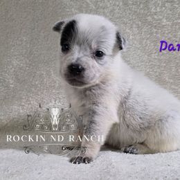 Dancer - Blue female Australian Cattle Dog puppy in Silsbee, Texas from Rockin ND Ranch
