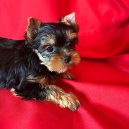 BB pink girl - Blue and gold female Yorkshire Terrier puppy in Alburnett, Iowa from Hobbs Shire Yorkies