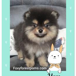 Yaro - Black and tan male Pomeranian puppy in Eatonville, Washington from Foxy Forest Poms