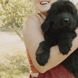 Newfoundland Puppies from Rainshadow Newfoundlands