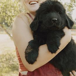 Newfoundland Puppies from Rainshadow Newfoundlands