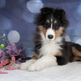 Ladybug - Shetland Sheepdog puppy in Elk, Washington from Asgard Shetland Sheepdogs