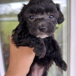 Miya - Silver female Poodle puppy in Hilo, Hawaii from Premium Teacup Puppy of Hawaii