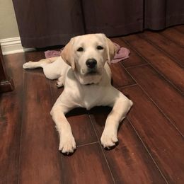 Labrador Retriever Puppies from OC Labradors