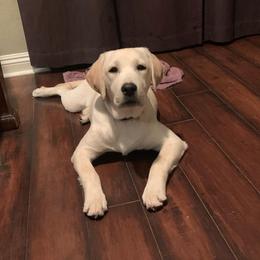 Labrador Retriever Puppies from OC Labradors