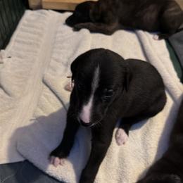 Greyhound Puppies from ARK Kennels