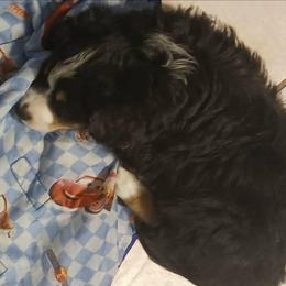 Red - Black tri male Miniature Australian Shepherd puppy in Middleburg, Florida from Dog Father Kennels