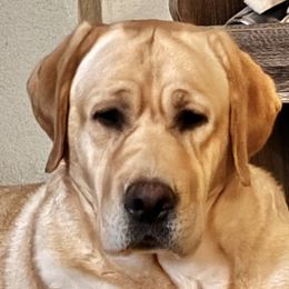 Annie Oakley - Labrador Retriever