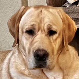 Annie Oakley - Labrador Retriever