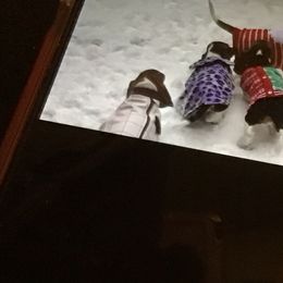 Basset Hound Puppies from Muggsk-9obedience