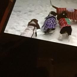 Basset Hound Puppies from Muggsk-9obedience