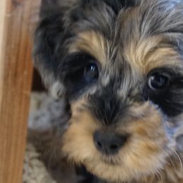 Aussiedoodles, Golden Aussiedoodles, and Goldendoodles from Miami Mini Doodles