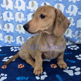 CHIP 2200 - Cream male Dachshund puppy in Gatesville, Texas from CJ's Dach Dynasty