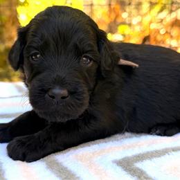 Pugsley - Black and white male Aussiedoodle puppy in Mulino, Oregon from Korbella Farm