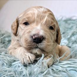 Birch - Cream male Goldendoodle puppy in Gunnison, Utah from Curls and Camo Pups