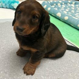 Pink - Red female Dachshund puppy in Hemet, California from Rare Treat Dachshunds