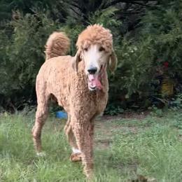Poodle puppies from Altamaha Mud Poodles LLC.