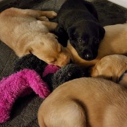 Labrador Retriever Puppies from Melissa's Labradors