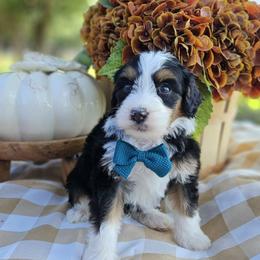 Bourbon - Tri-color male Bernedoodle puppy in Russell Springs, Kentucky from 270 Doodles